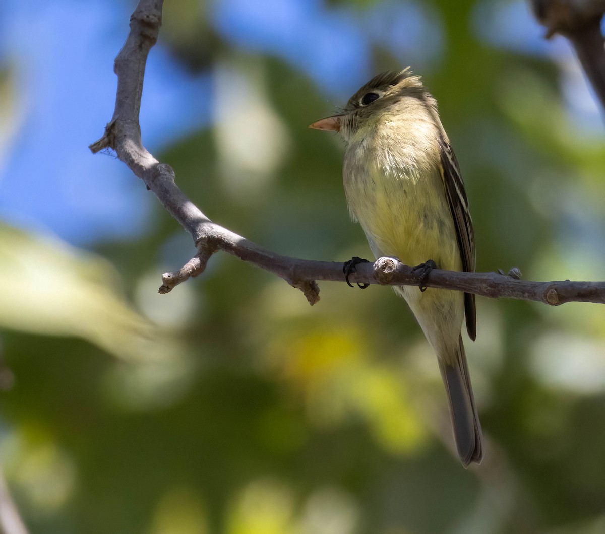 Western Flycatcher (Pacific-slope) - Christine Jacobs