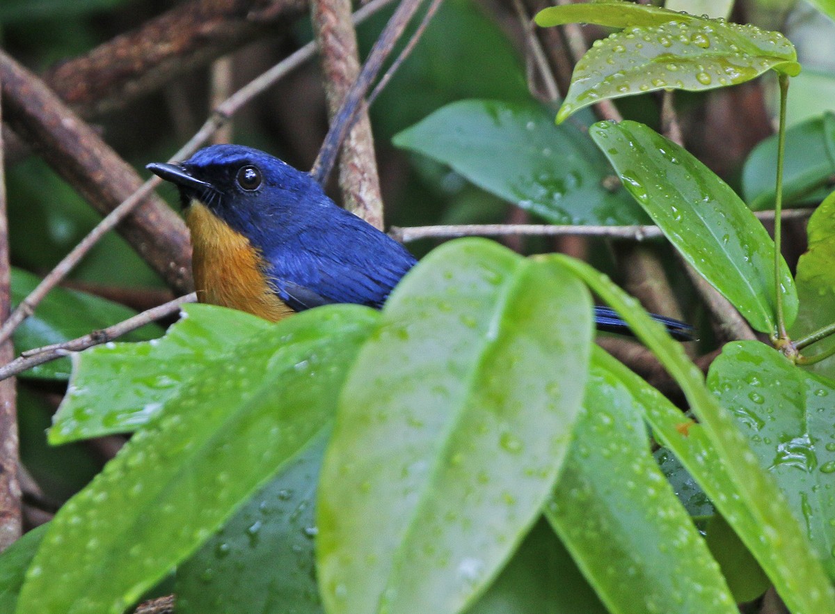 Mangrove Blue Flycatcher - Neoh Hor Kee