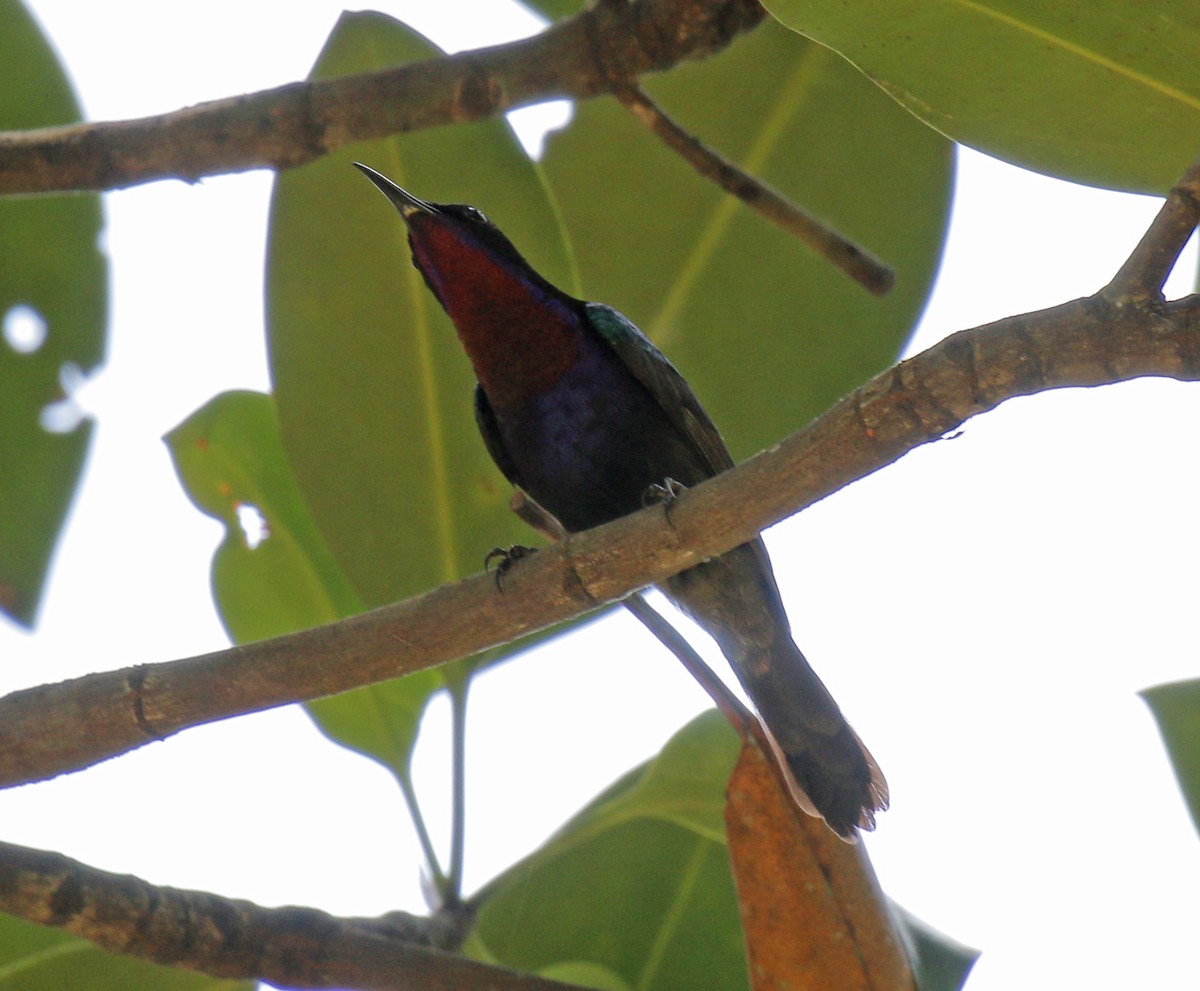 Copper-throated Sunbird - Neoh Hor Kee