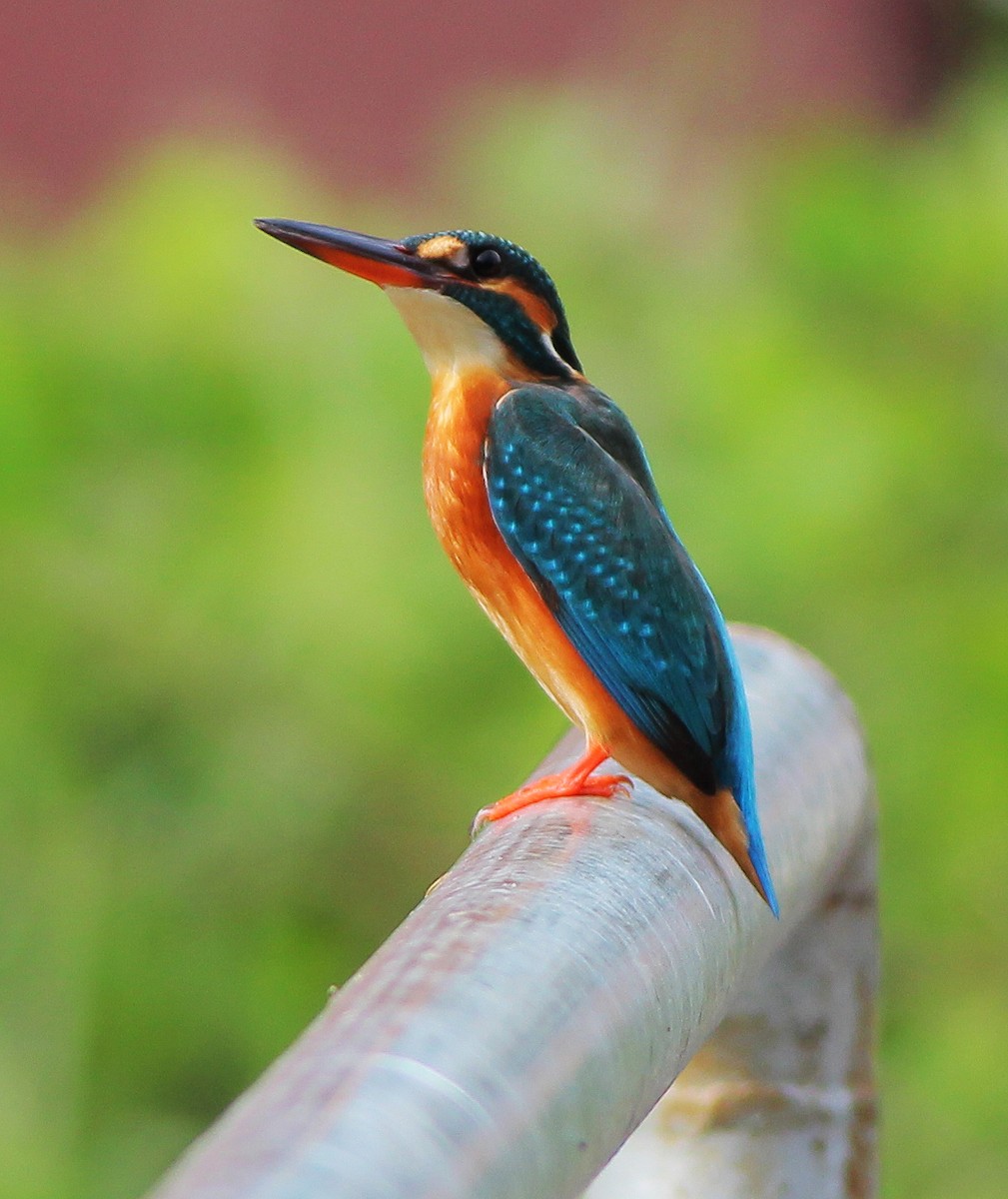 Common Kingfisher - Neoh Hor Kee