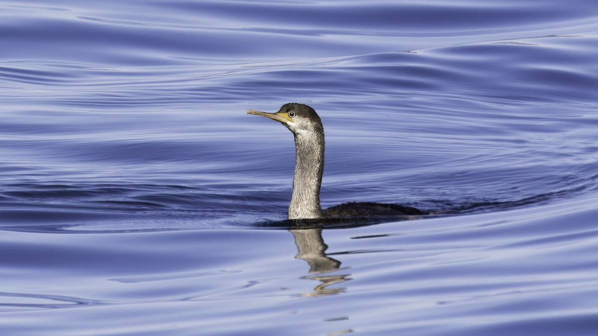 Spotted Shag - ML618874822