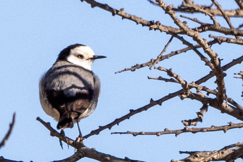 White-fronted Chat - ML618874844