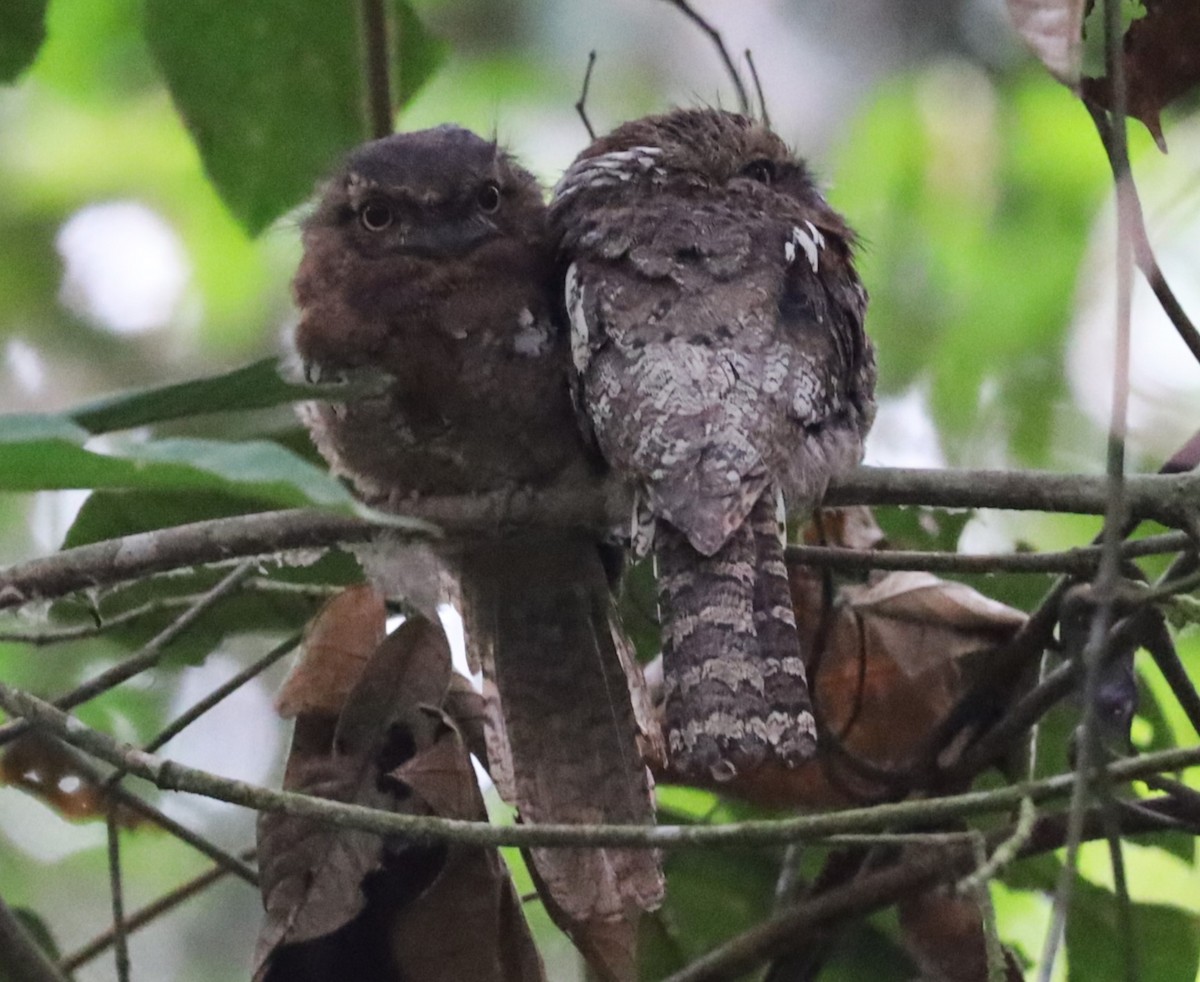 Blyth's Frogmouth - Lai Peng Chiang