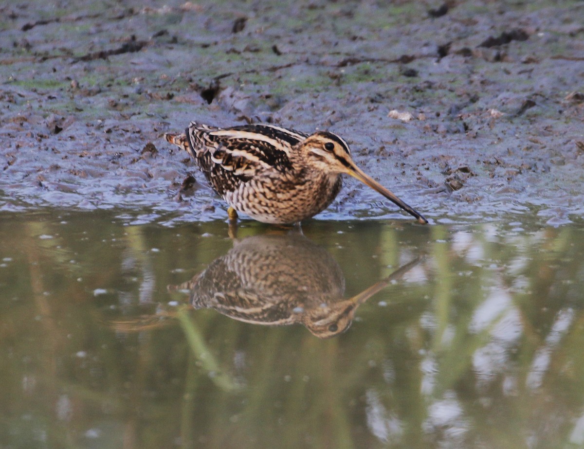 Common Snipe - Neoh Hor Kee