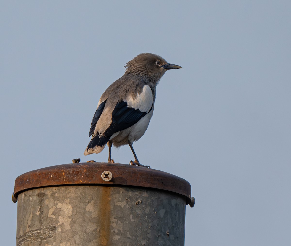 White-shouldered Starling - ML618874883