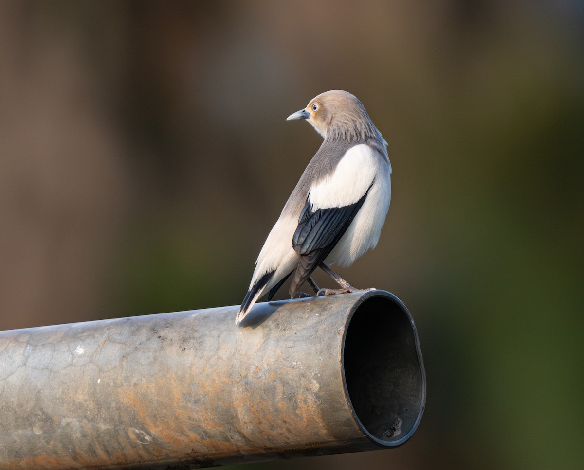 White-shouldered Starling - ML618874885