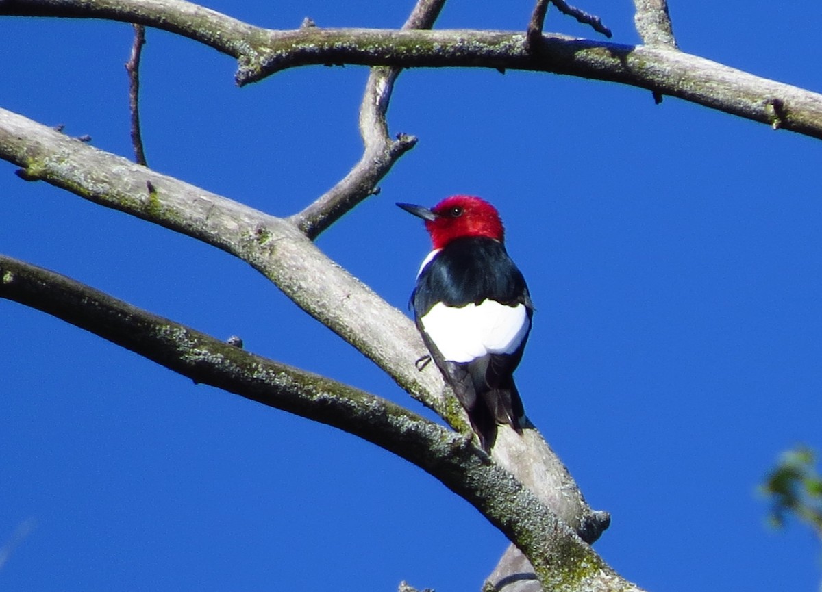 Red-headed Woodpecker - Mayumi Barrack