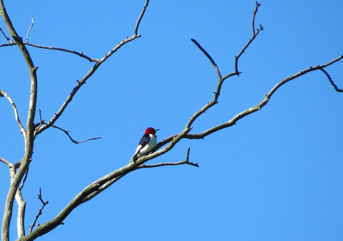 Red-headed Woodpecker - ML618874896