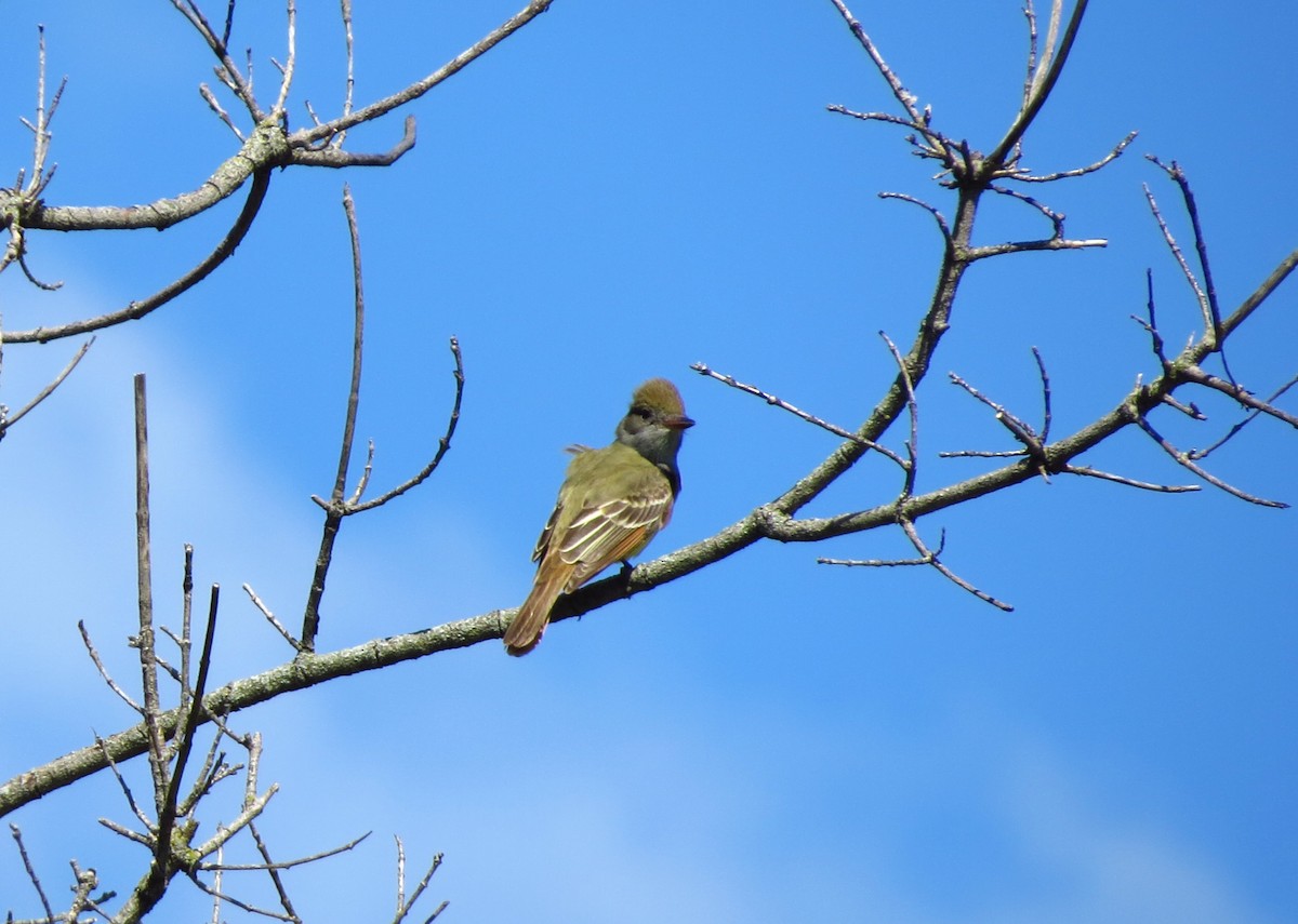 Great Crested Flycatcher - ML618874906