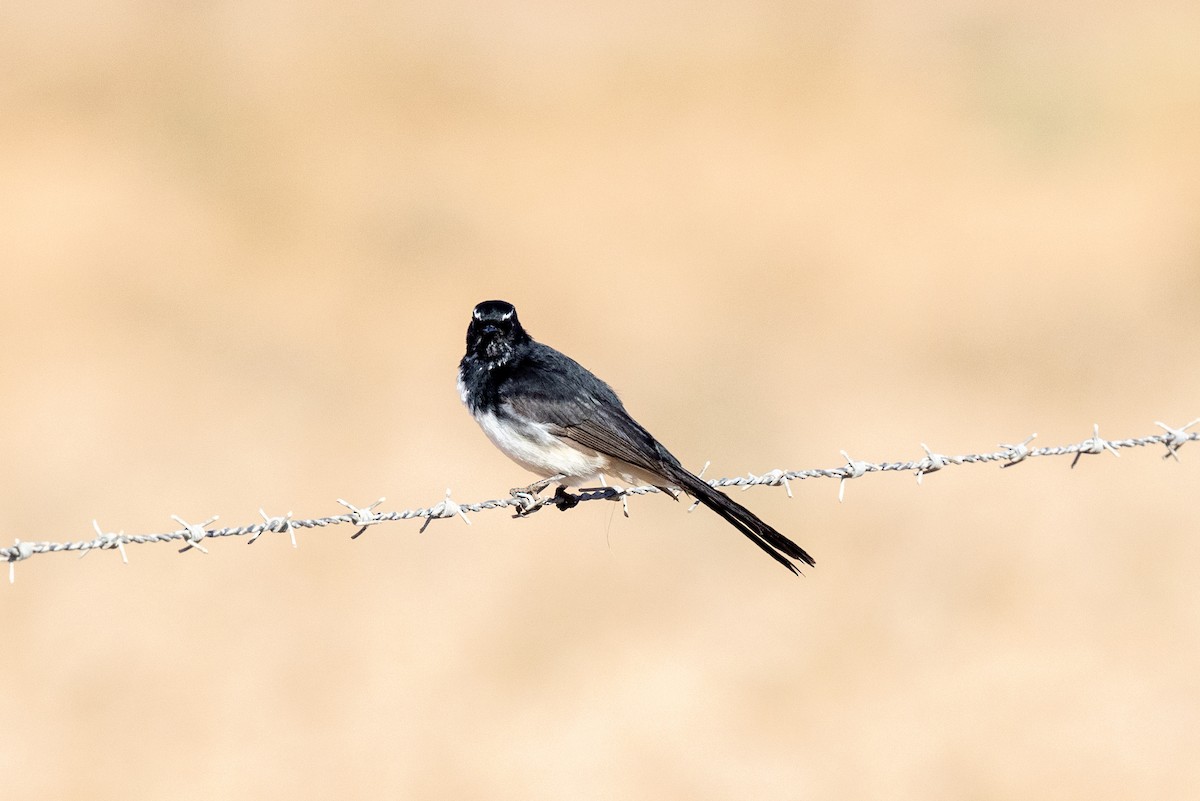 Willie-wagtail - ML618874912
