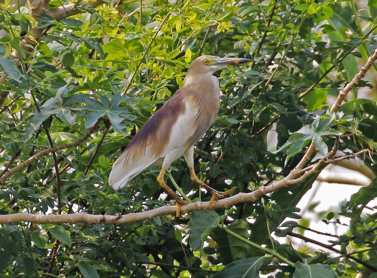 Indian Pond-Heron - Neoh Hor Kee