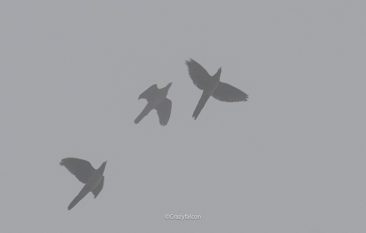 Barred Cuckoo-Dove - ML618874955