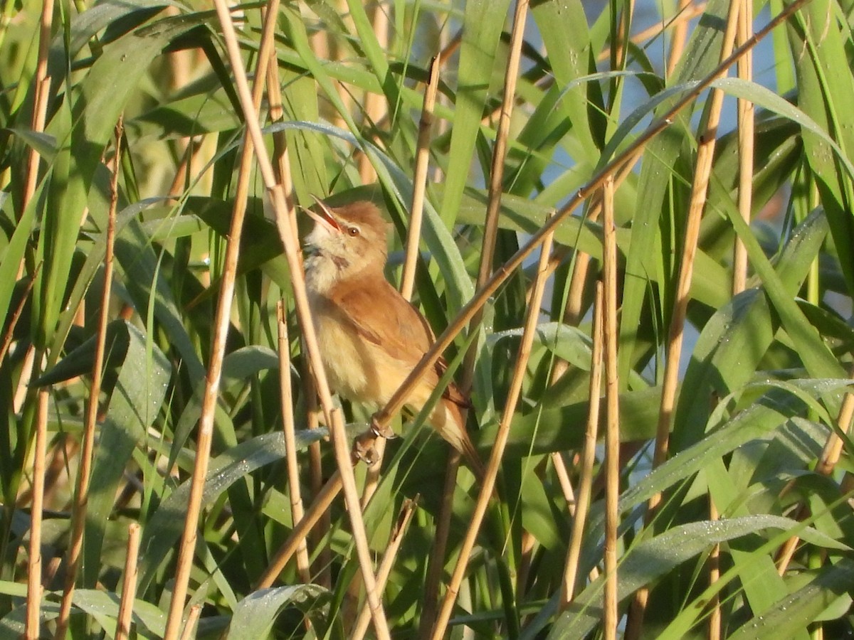 Common Reed Warbler - ML618874957