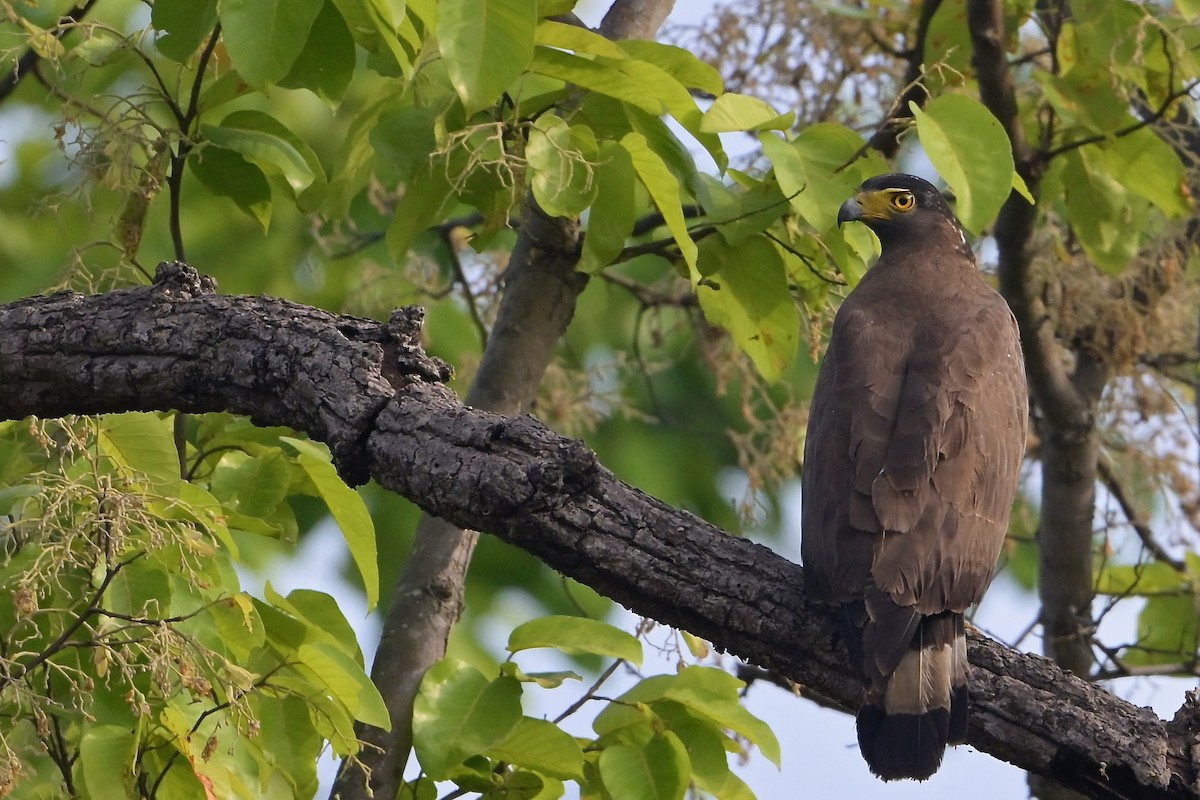 Crested Serpent-Eagle - ML618874966