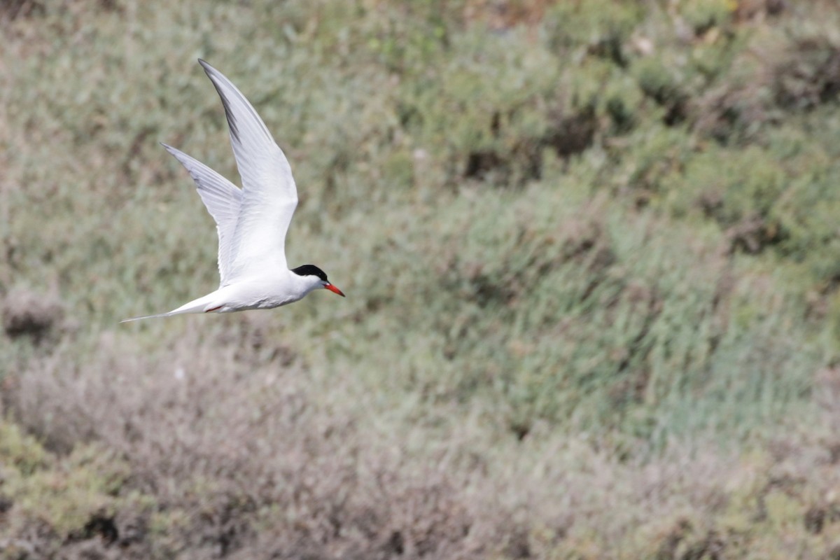 Common Tern - ML618874987