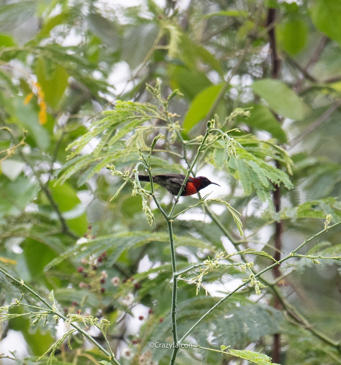 Black-throated Sunbird (Dalat) - Qiang Zeng