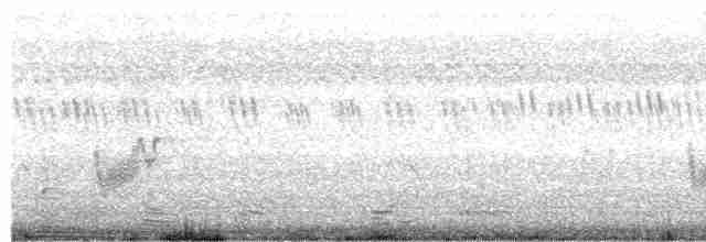Savannennachtschwalbe [affinis-Gruppe] - ML618875001
