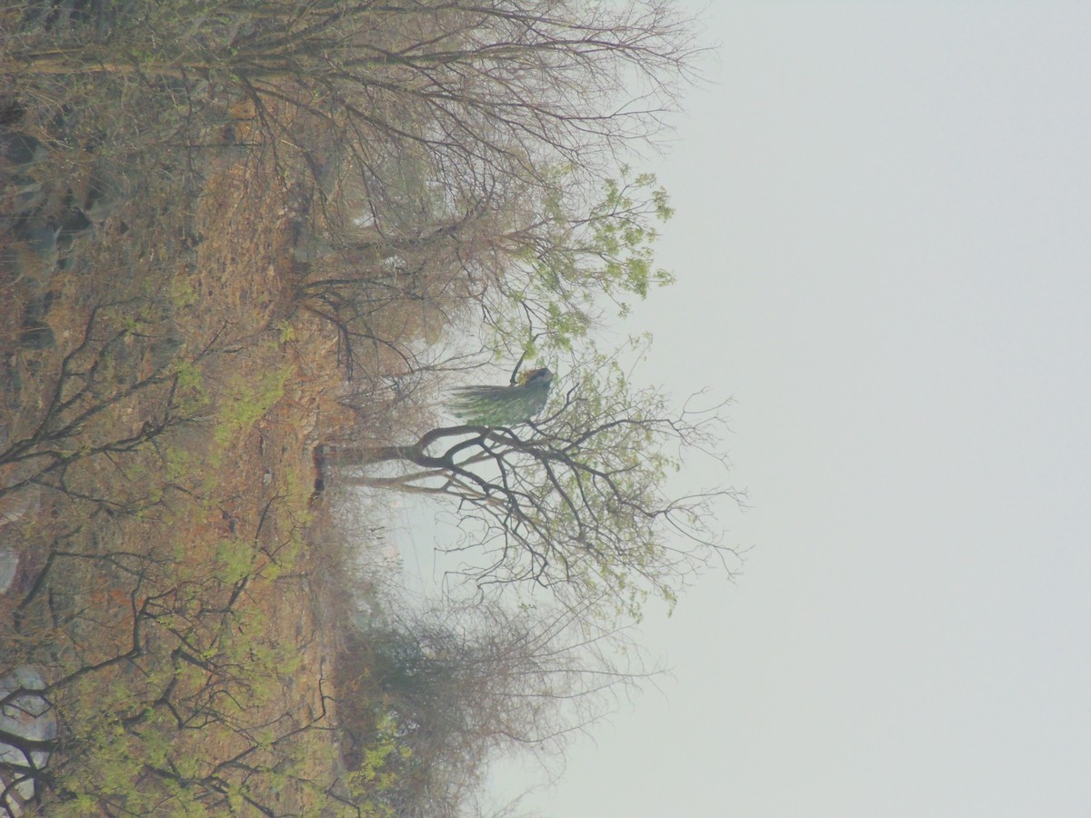 Indian Peafowl - Mayur K. Setty