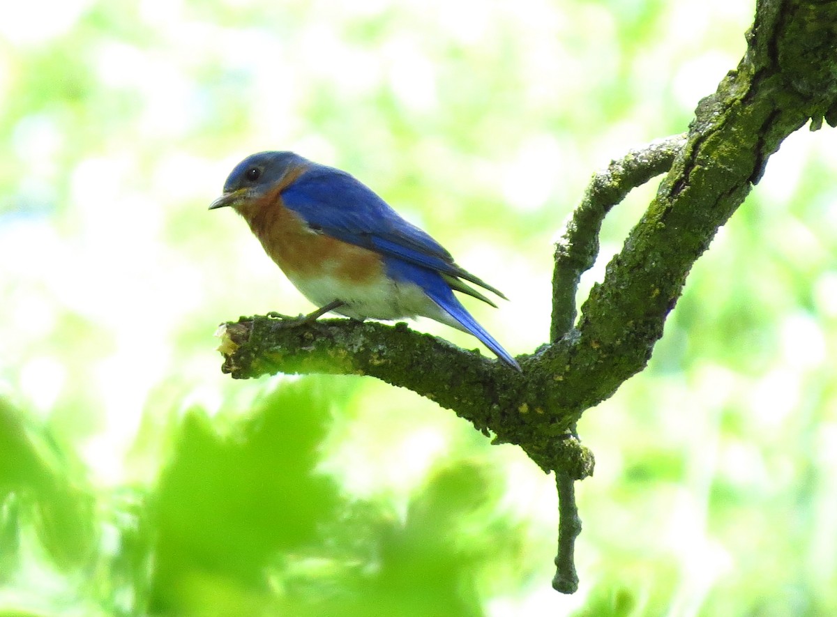 Eastern Bluebird - Mayumi Barrack