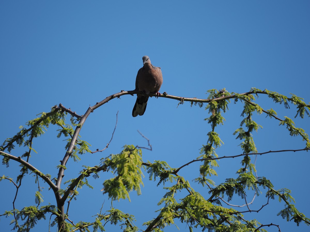 Spotted Dove - ML618875019