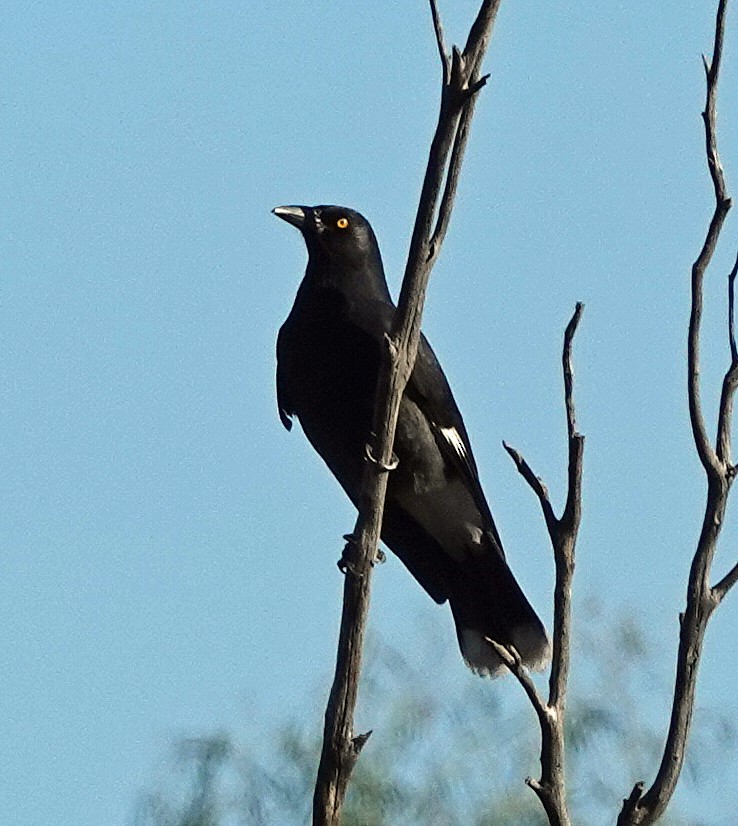 Pied Currawong - ML618875028