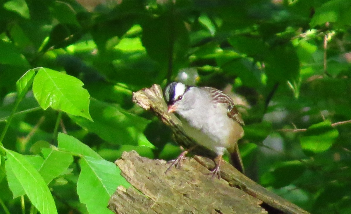 White-crowned Sparrow - Mayumi Barrack