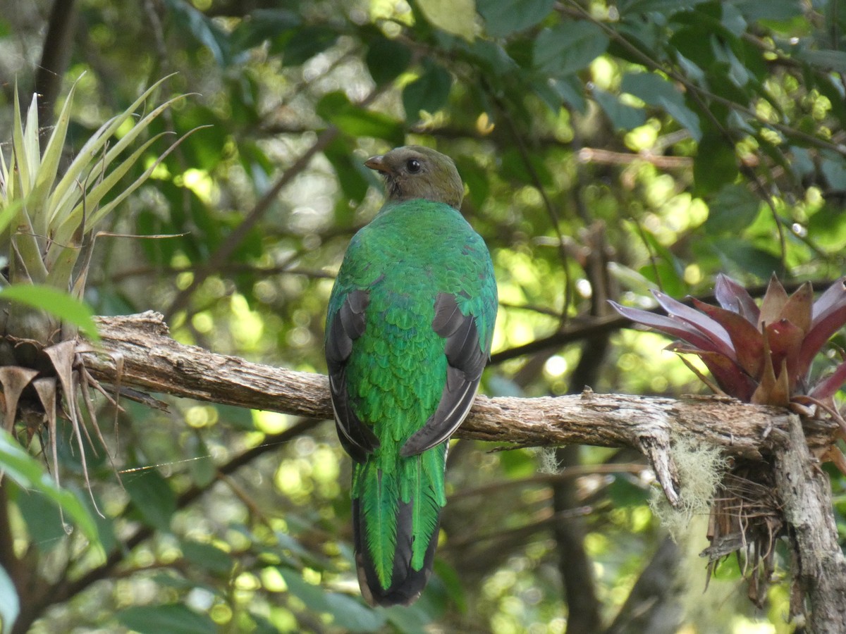 White-tipped Quetzal - Cathryn Pritchard