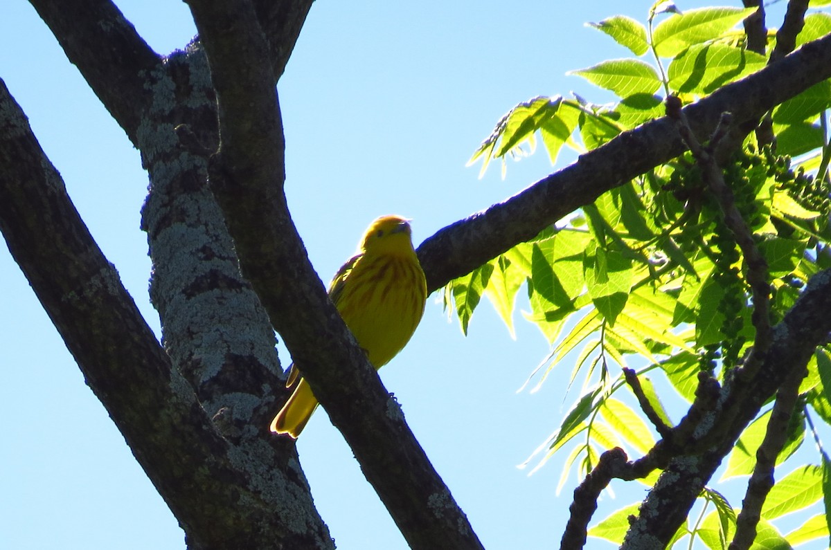 Yellow Warbler - Mayumi Barrack