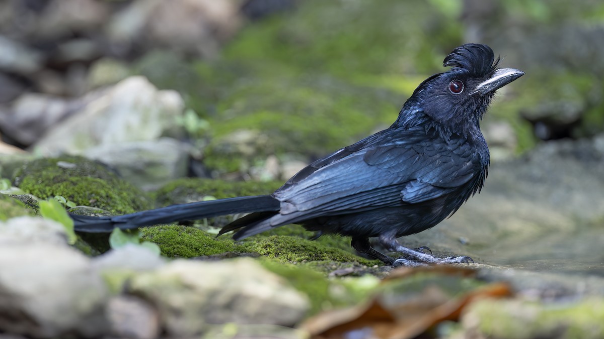 Greater Racket-tailed Drongo - Kenneth Cheong