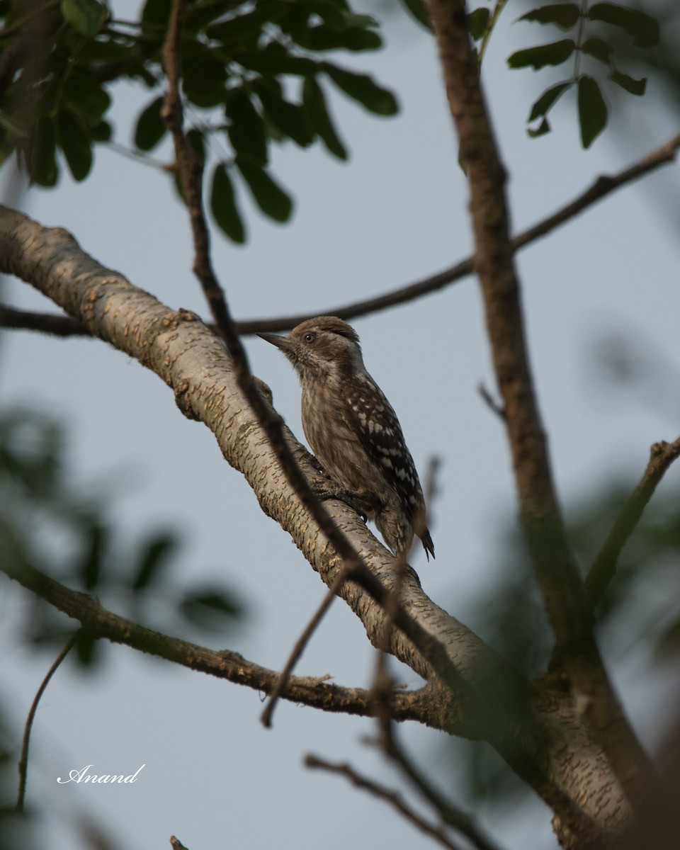 Brown-capped/Gray-capped Pygmy Woodpecker - Anand Singh