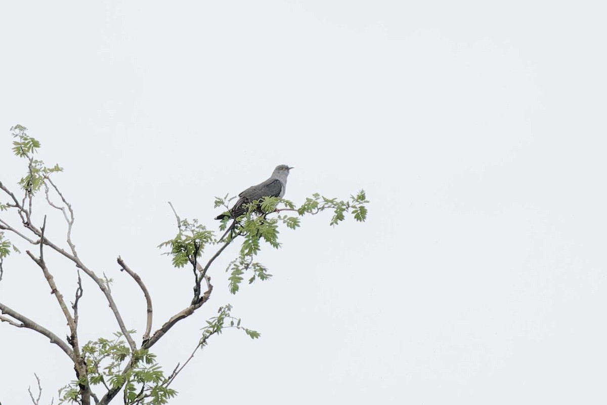 Common Cuckoo - Matthew Mellor