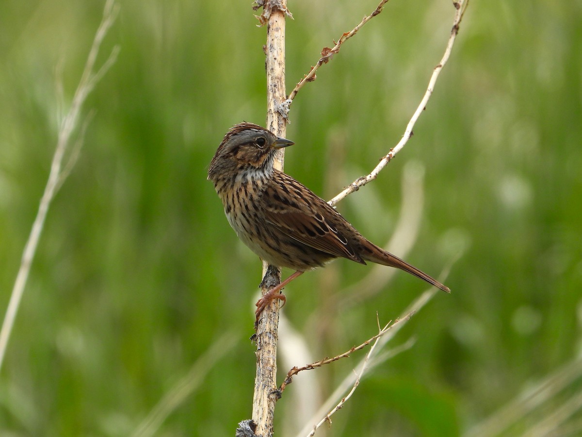 Lincoln's Sparrow - Chipper Phillips