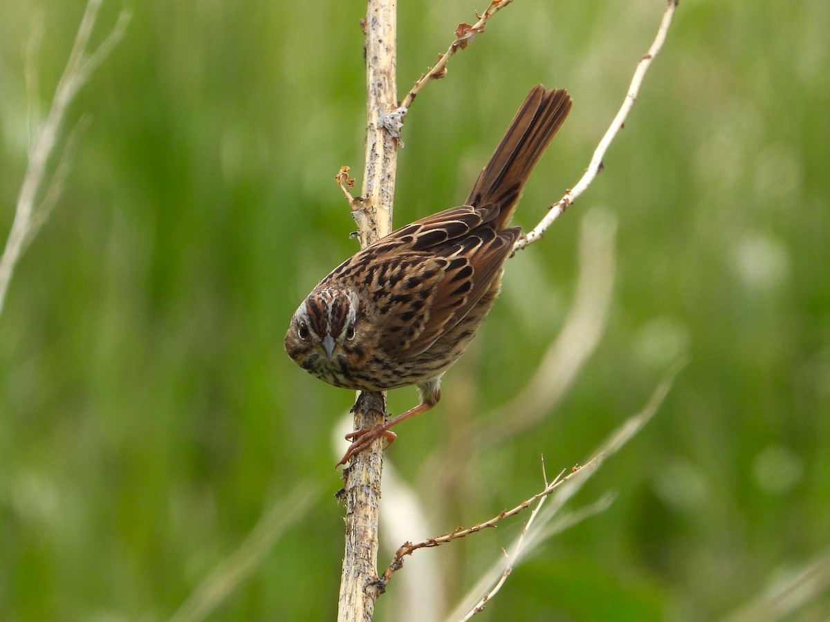 Lincoln's Sparrow - Chipper Phillips