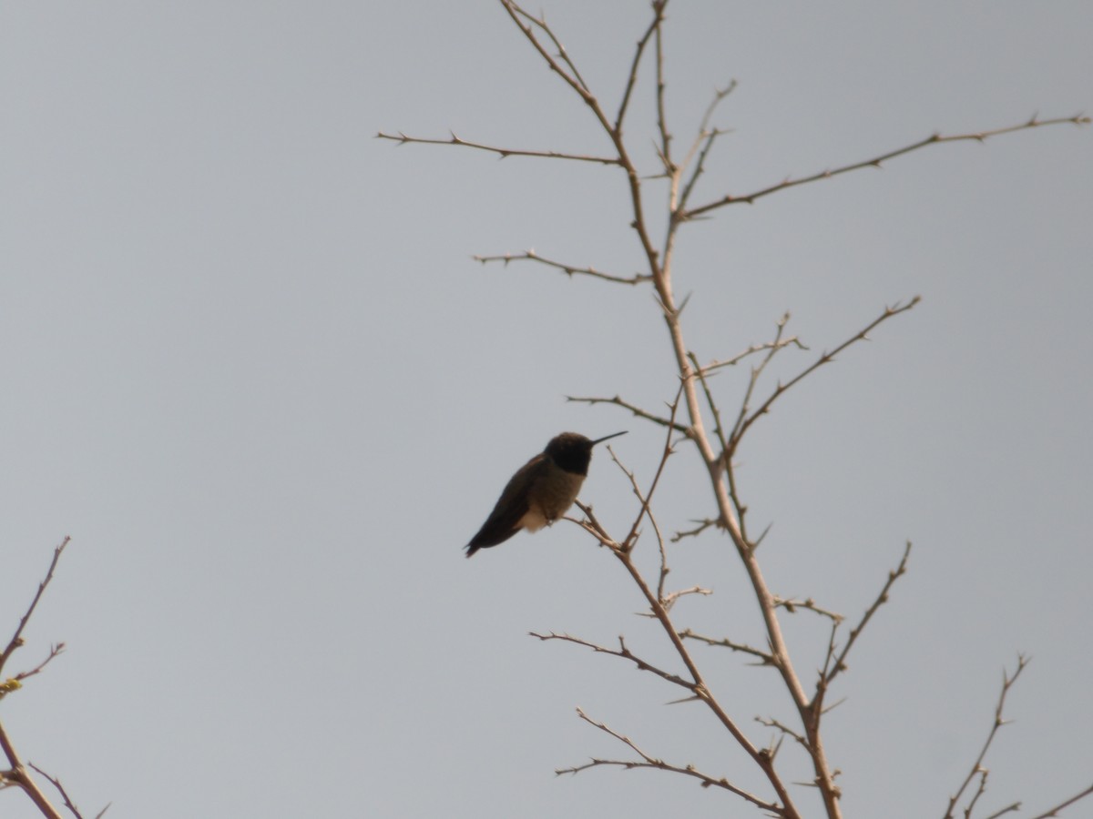 Black-chinned Hummingbird - ML618875206