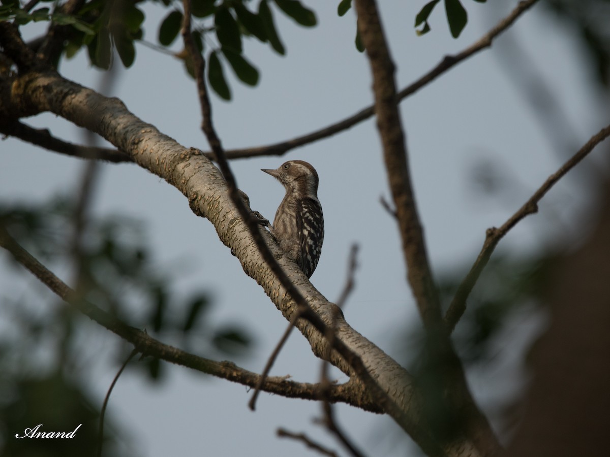 Brown-capped/Gray-capped Pygmy Woodpecker - Anand Singh