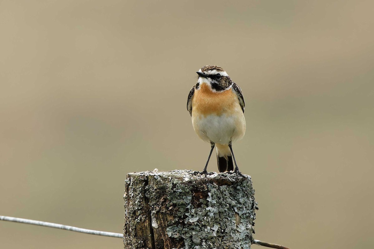 Whinchat - ML618875208