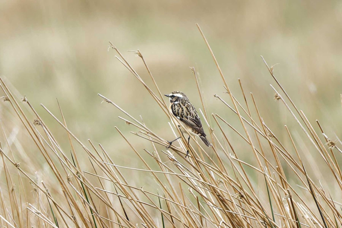 Whinchat - ML618875209