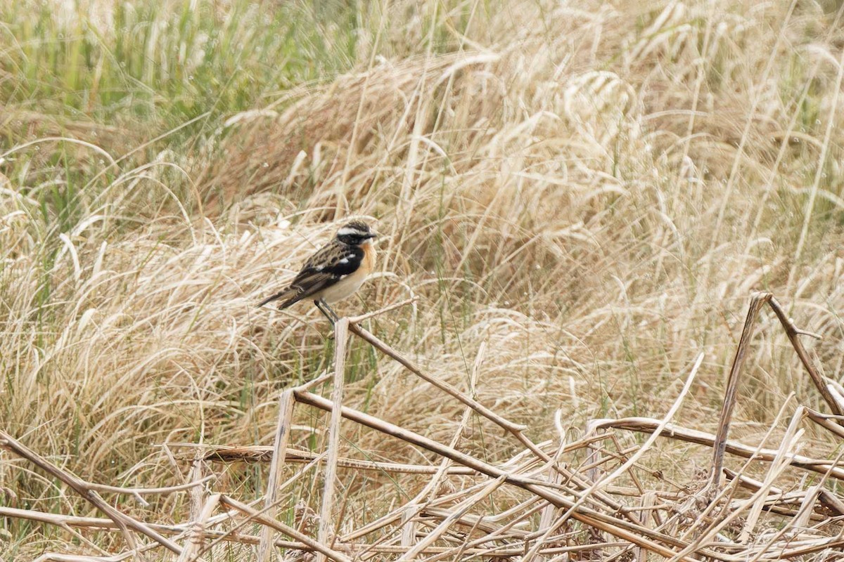 Whinchat - ML618875211