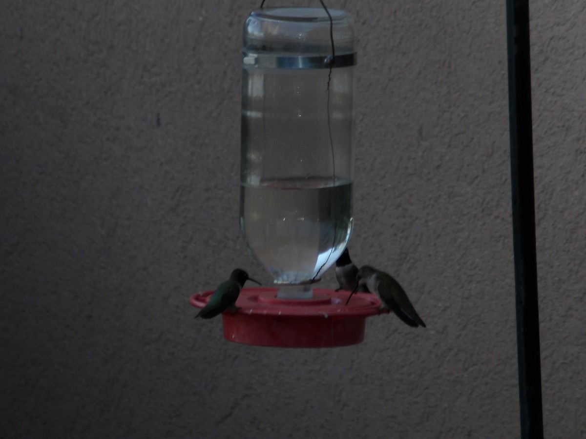 Black-chinned Hummingbird - ML618875247