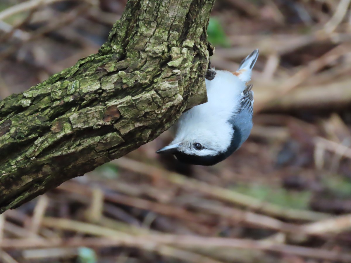 White-breasted Nuthatch - ML618875248