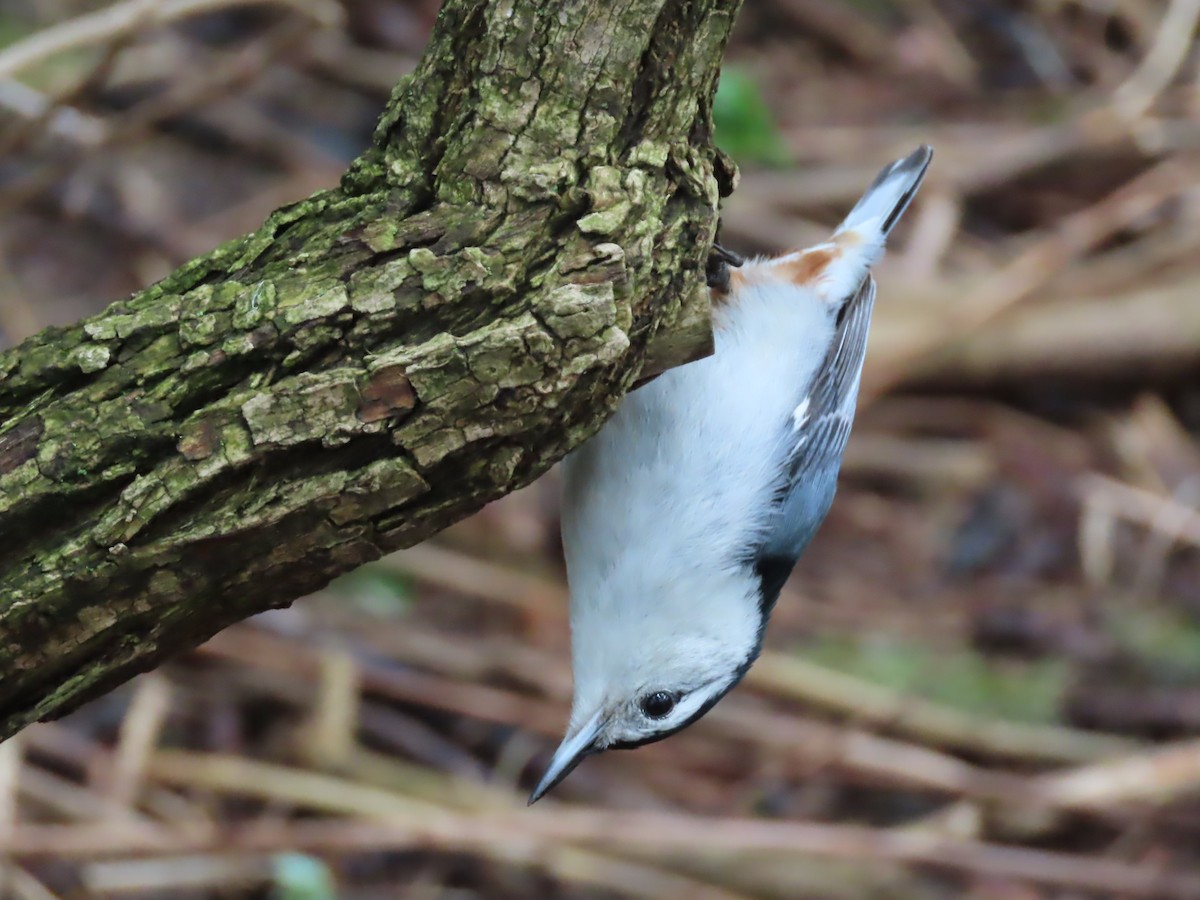 White-breasted Nuthatch - ML618875249