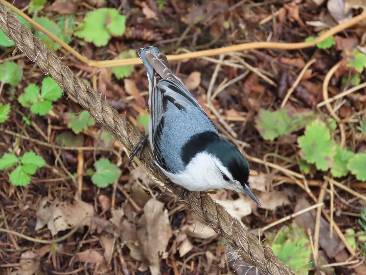 White-breasted Nuthatch - John Zou