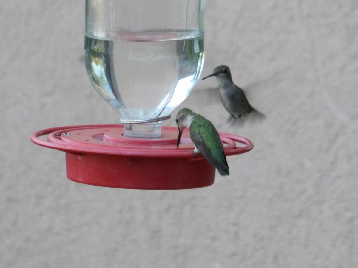 Black-chinned Hummingbird - ML618875253