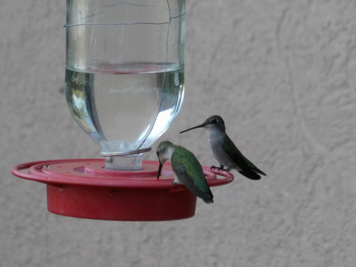 Black-chinned Hummingbird - ML618875256
