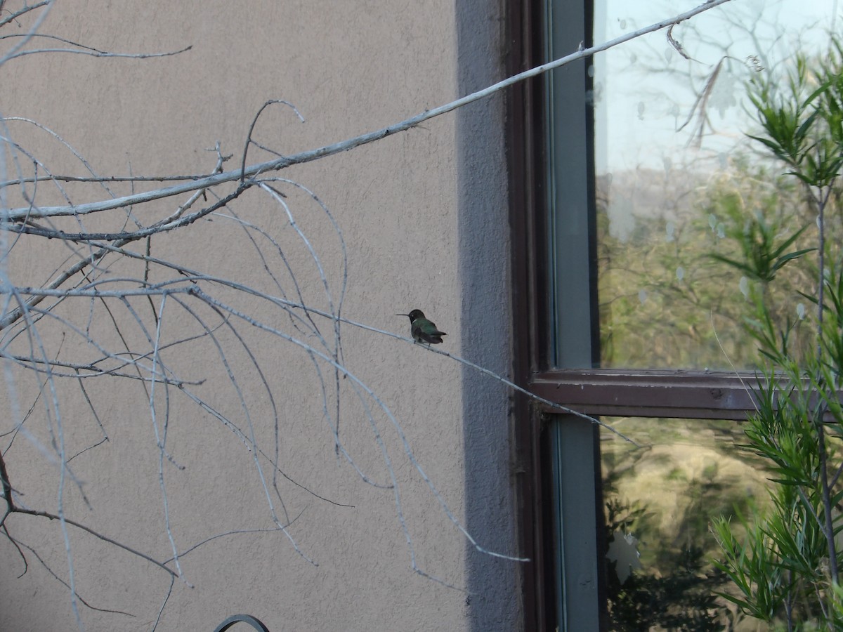 Black-chinned Hummingbird - Josh Emms