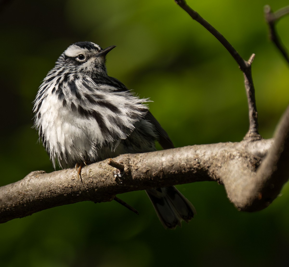 Black-and-white Warbler - ML618875281