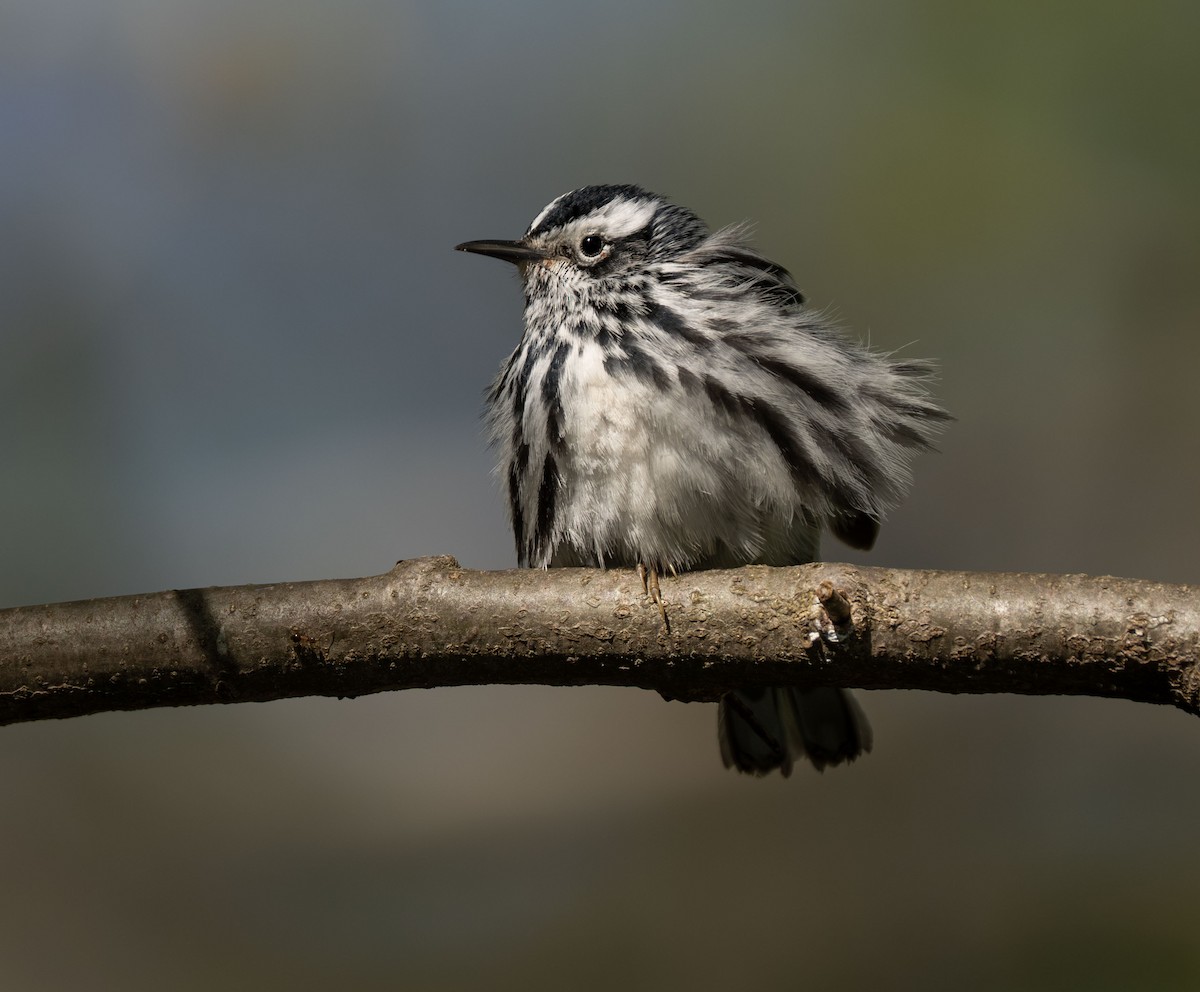 Black-and-white Warbler - ML618875282
