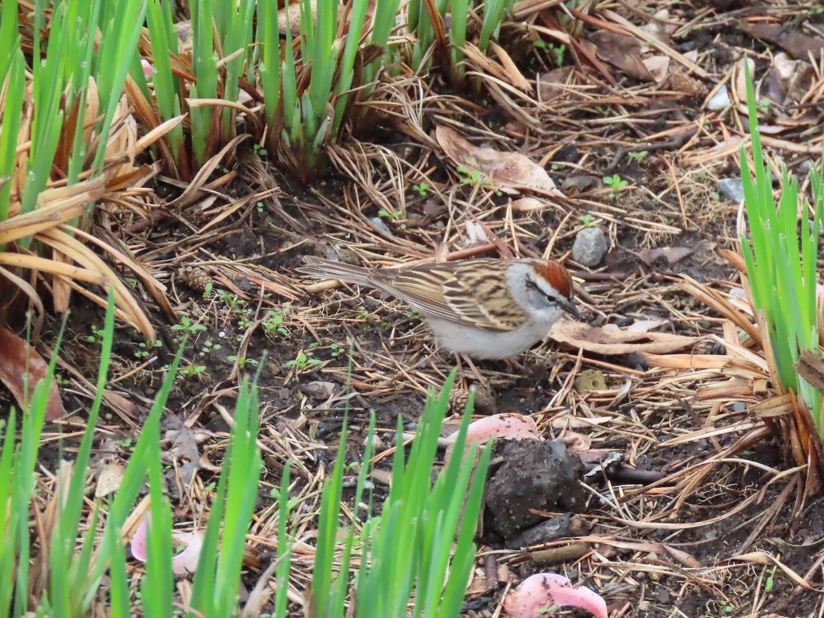 Chipping Sparrow - ML618875285