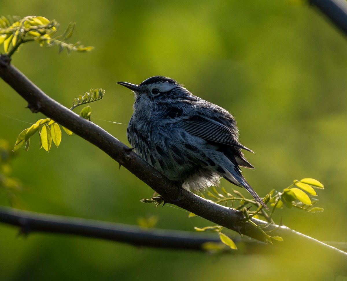 Black-and-white Warbler - ML618875286