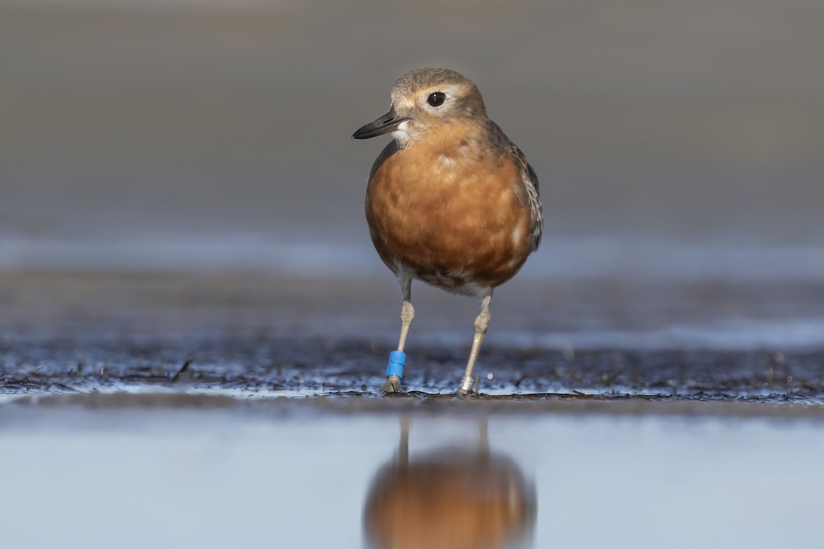 Red-breasted Dotterel (Southern) - ML618875354